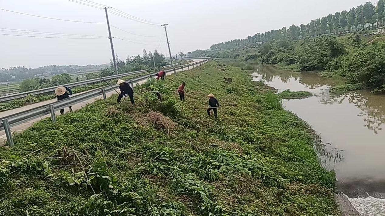 河道保洁除母婴草忙 守护绿水与安博体育青山(图1)